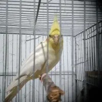 یک جفت عروس سرحال و سلامت