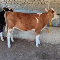 فروش گوساله