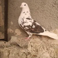 کفتزا تهران پرشی|پرنده|قرچک, قشلاق جیتو|دیوار