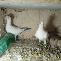 سه جفت سبز و سفید سرخ|پرنده|کاشمر, |دیوار