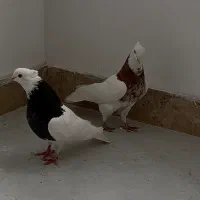 جفت طوقی رفته