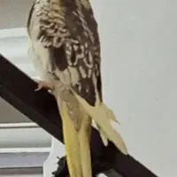 عروس هلندی|پرنده|ریگان, |دیوار