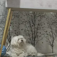 واگذاری دوعددسگ شیتزو|سگ|شیراز, قلعه نو|دیوار