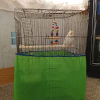 یک جفت عروس هلندی