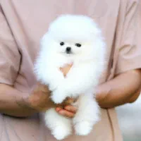 پامرانین ۶۶روزه سفید