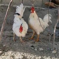 خروس گلین اصل|حیوانات مزرعه|سرپل ذهاب, |دیوار