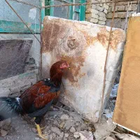 خورس لاری 5دانگ|حیوانات مزرعه|خوی, |دیوار