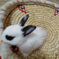 بچه خرگوش کیوت|موش و خرگوش|دزفول, |دیوار