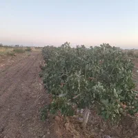 باغ-پسته