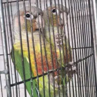 گرین جیک مولد ودو عدد نرآماده جفت