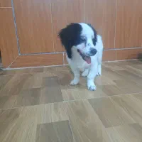 گمشده سگ نژاد اشپیتز