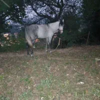 فروش اسب نریان نژاد کاسپین