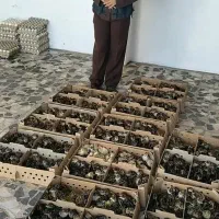 جوجه بوقلمون یک روزه برنز انگلیس و بوربون