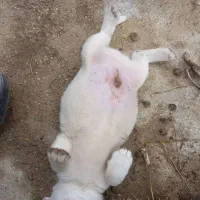 سگ پاکوتاه|سگ|گنبد کاووس, |دیوار