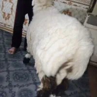 بره نر چاق چله