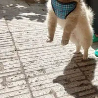 سگ نژاد پامر خرسی