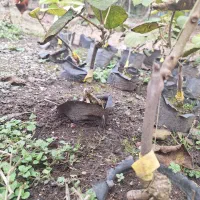 فروش نهال کیوی هایوارد طلایی|خدمات باغبانی و درختکاری|لیسار, |دیوار