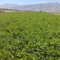 زمین کشاورزی