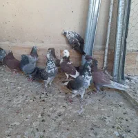 کفتر پرشی سبز و سرخ|پرنده|قم, نیروگاه|دیوار