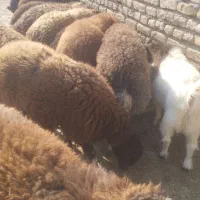 بره نر