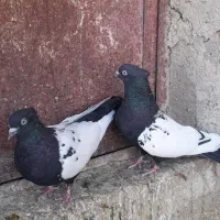 فروش یا معاوضه کفتر بهبهونی