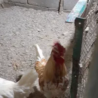 خروس|حیوانات مزرعه|بندرعباس, |دیوار