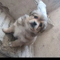 توله پاکوتاه