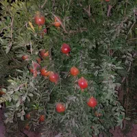 درود.فروش ۱۳۵۴مترباغ اناری اب تلمبه فول خیرابادفسا|فروش خانه و ویلا|فسا, |دیوار