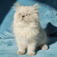 گربه هیمالین بریتیش