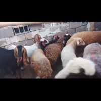 فروش بره نر ماده سبک وزن 20کیلو