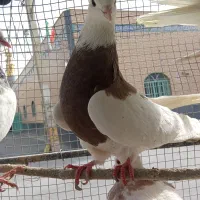 طوقی کله سیاه دورگ  فلاورجان  معاوضه با گرینچیگ