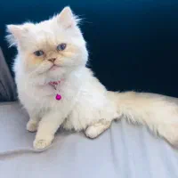 گربه پرشین ماده