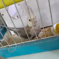 عروس هلندی مولد|پرنده|روانسر, |دیوار