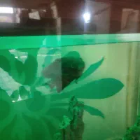 فروش فوری|ماهی|تبریز, |دیوار