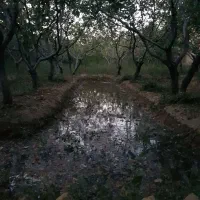 باغ پسته