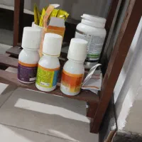 عروس هلندی لوتیانو جفت|پرنده|رودهن, |دیوار