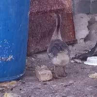 جوجه قوغاز