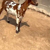 داشتی|حیوانات مزرعه|سقز, |دیوار