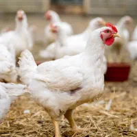 استخدام پرورش دهنده مرغ های گوشتی