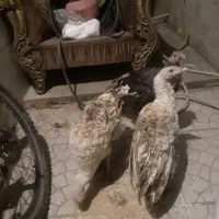 بقلمو‌دانه‌۸۰۰‌تومان