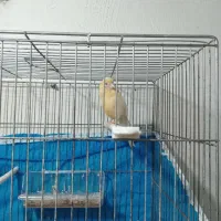 قناری ماده آماده