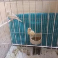 قناری ماده موزاییکی و نقره ای آماده و سرحال