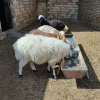 بره و شیشک|حیوانات مزرعه|زیرکوه, |دیوار