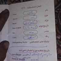 واگزارییکقلادهسگشیتزو|سگ|آزادشهر, |دیوار