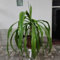 گل ذرتی