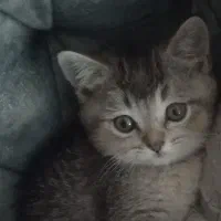 بچه گربه بازیگوش