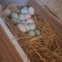 تخم نطفه دار آبی سبز زیتونی ارکانا و کرم قهوه ایام