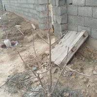 هرس درخت میوه وپیوند زدن (هرس اصولی درخت انگور )