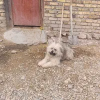 سگ پ