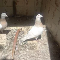 سوسنی گم|پرنده|کازرون, |دیوار